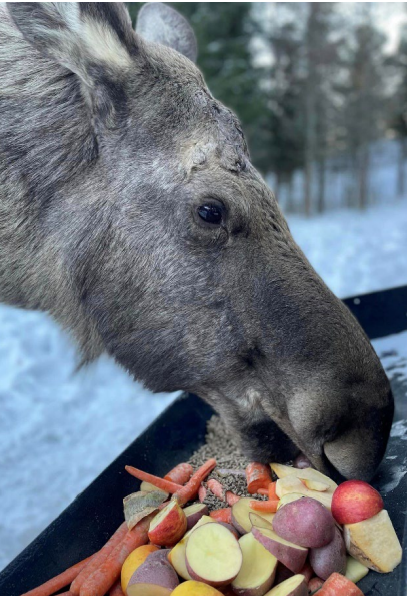 Elgsafari ved Viltgården